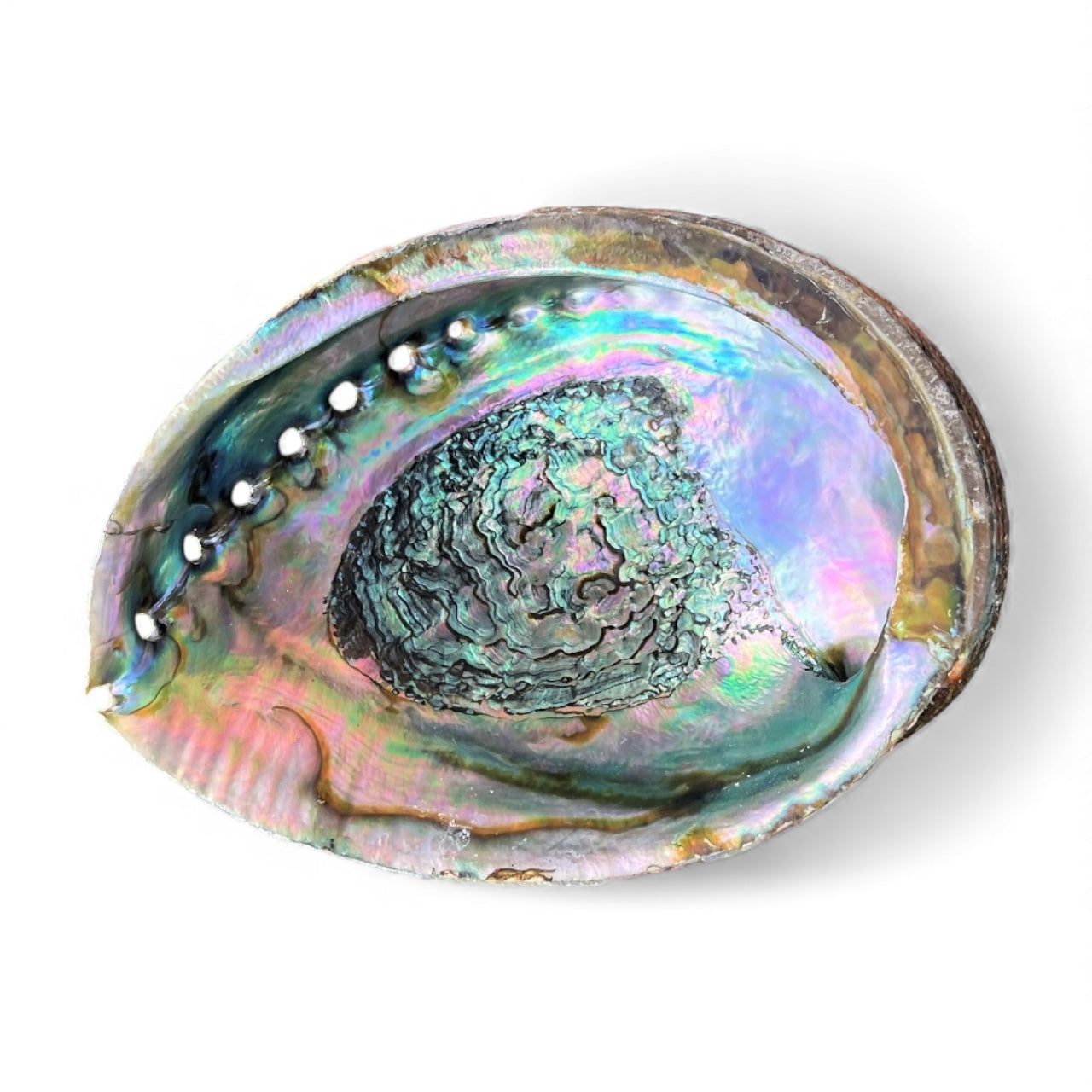 Abalone Shell - Jumbo