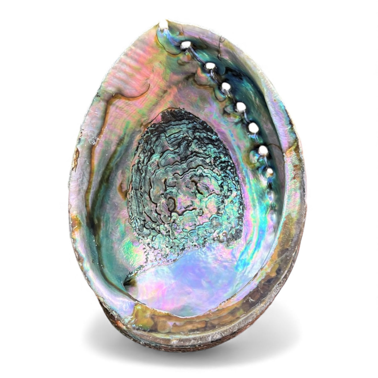 Abalone Shell - Jumbo