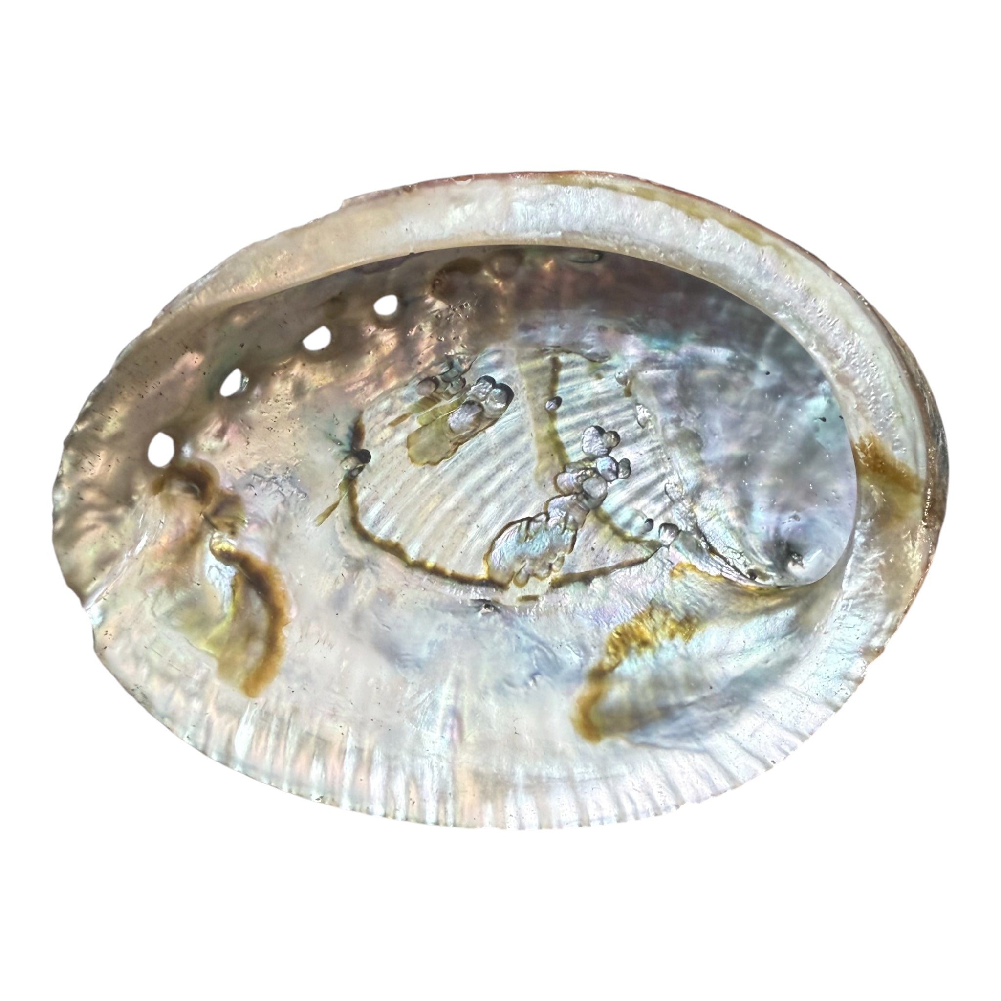Abalone Shell - (Small)