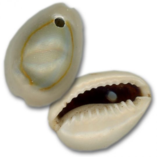 Drilled Ringtop Cowrie Shells – Grey (100 ct)