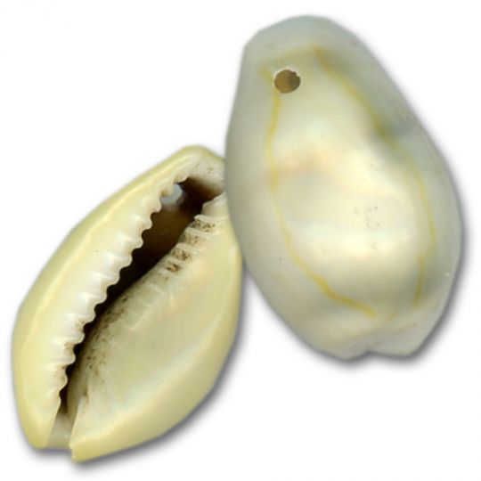 Drilled Money Cowrie Shells – Yellow (100 ct)