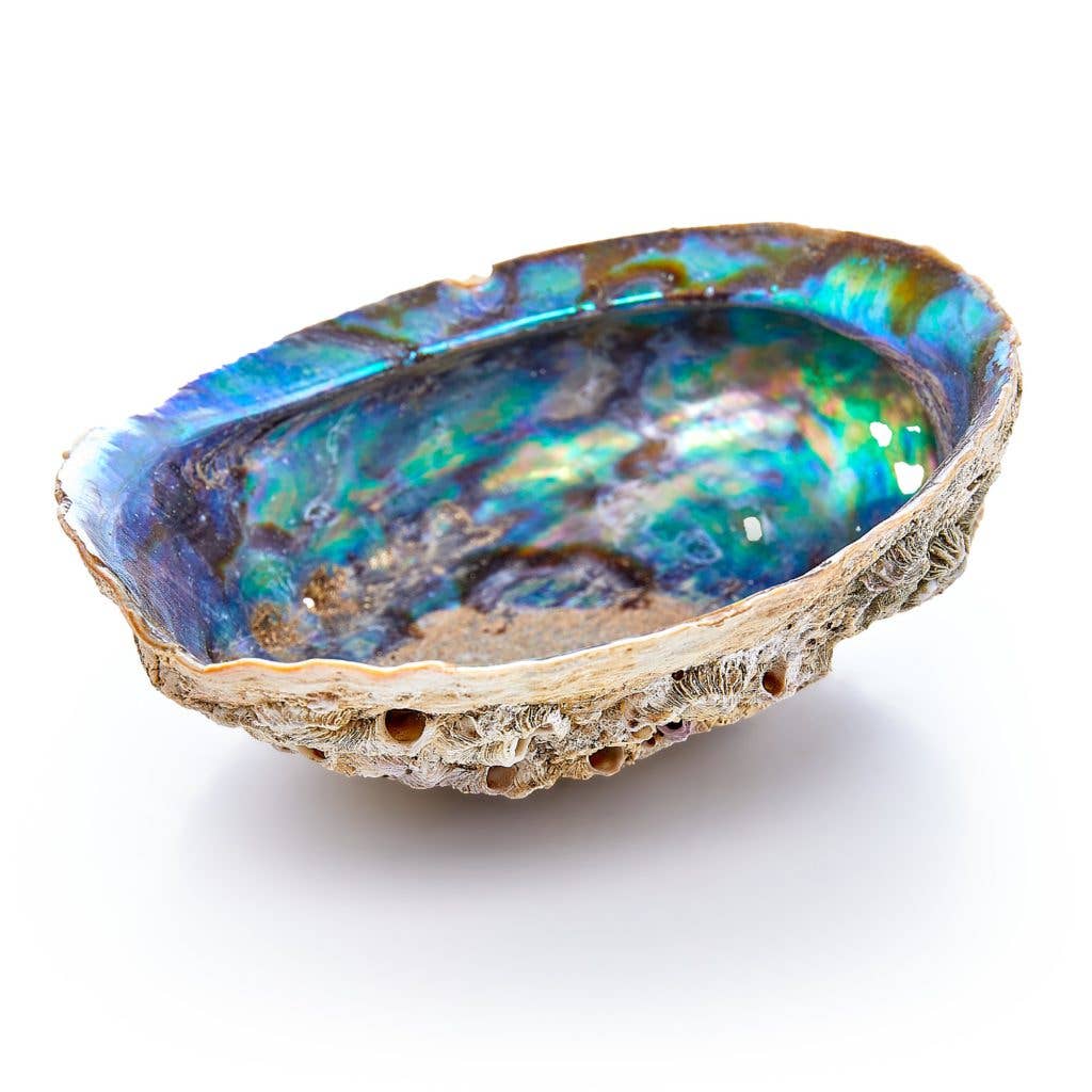 Abalone Shell - (Large)