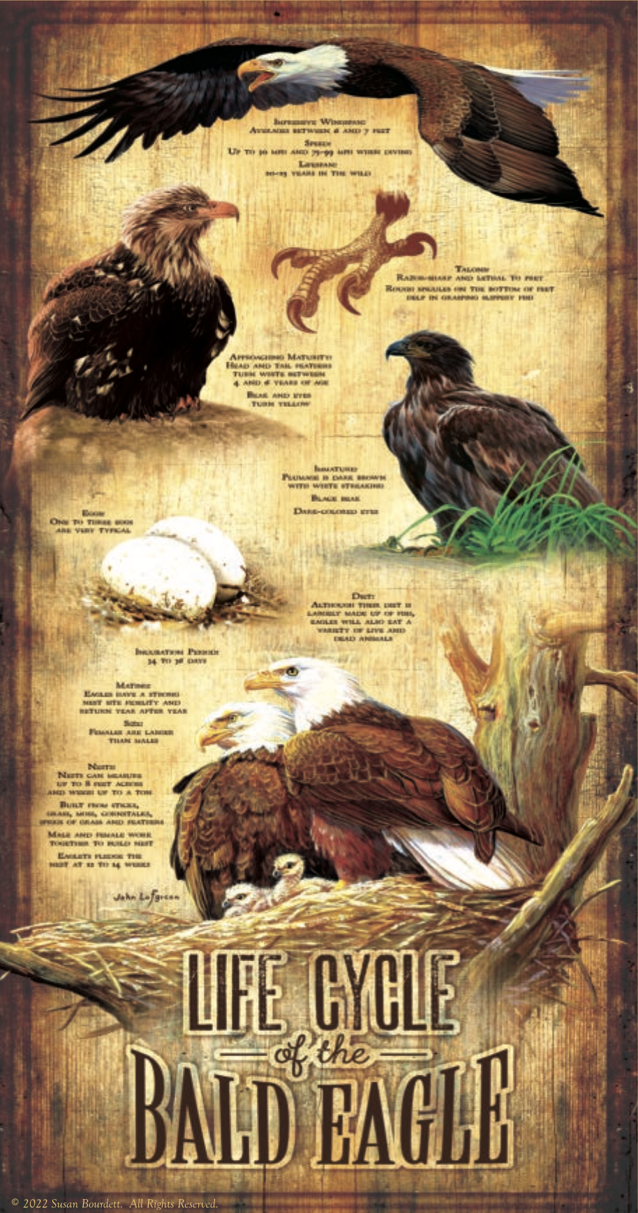 SunsOut - 0303 Life Cycle of the Bald Eagle 500 pc