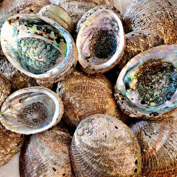 Abalone Shell - (Large)