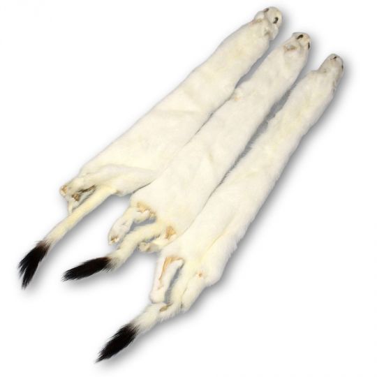 Ermine Skin (1) – Soft Tanned, Cased Pelt (14”–18”)