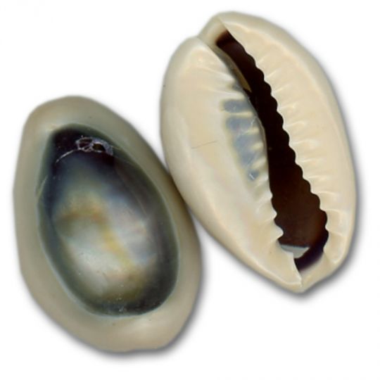 Purple Top Ringtop Cowrie Shells – Drilled (25 ct)